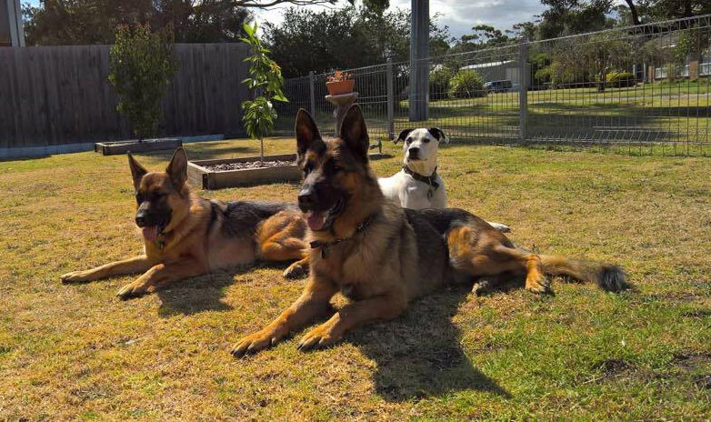 the muddy paws trio