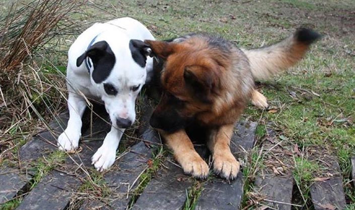 the muddy paws duo